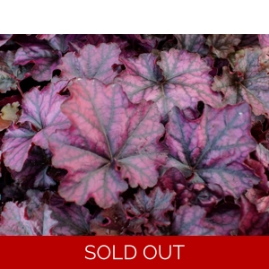 Heuchera 'Mulberry' Indian Summer Series